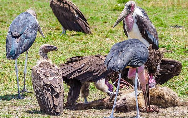 What are scavengers? - Function and importance of these animals
