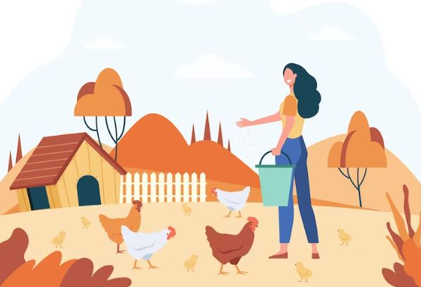 What is a Chicken Coop? - Find out all about where domestic chickens live