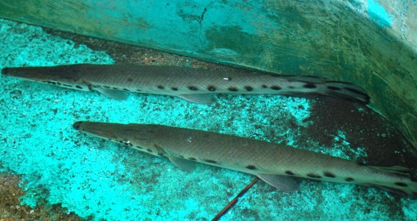 What is a Lizardfish? - Characteristics and habitat of the Pejelagarto