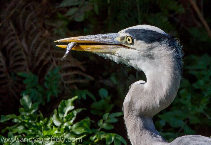 What is a Piscivore? - Learn about animals that only eat fish